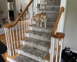 rugs stairs
